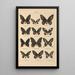 Papillons exotiques Pl009 - Otto Staudinger — gerahmtes Bild an der Wand