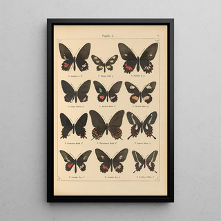 Otto Staudinger - Exotische schmetterlinge Pl009.webp