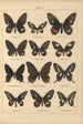 Papillons exotiques Pl009 - Otto Staudinger — Ansicht des Kunstwerks