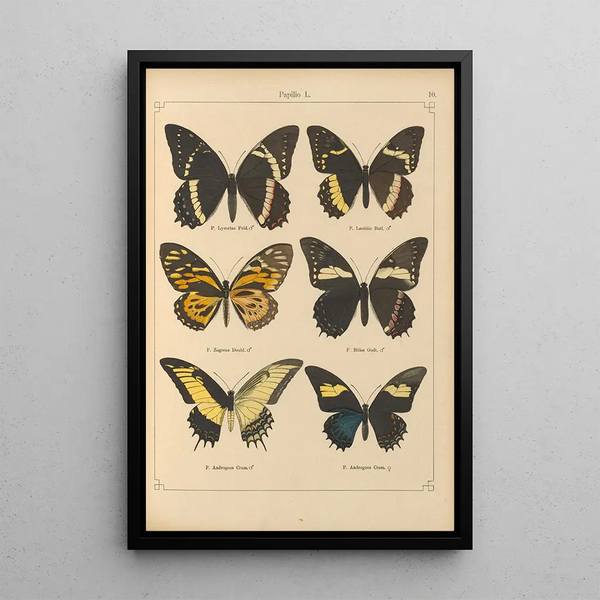 Papillons exotiques Pl010 - Otto Staudinger — gerahmtes Bild an der Wand