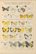 Papillons exotiques Pl016 - Otto Staudinger — Ansicht des Kunstwerks