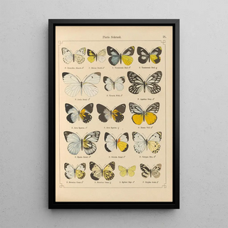 Otto Staudinger - Exotische schmetterlinge Pl018.webp