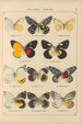 Papillons exotiques Pl019 - Otto Staudinger — Ansicht des Kunstwerks