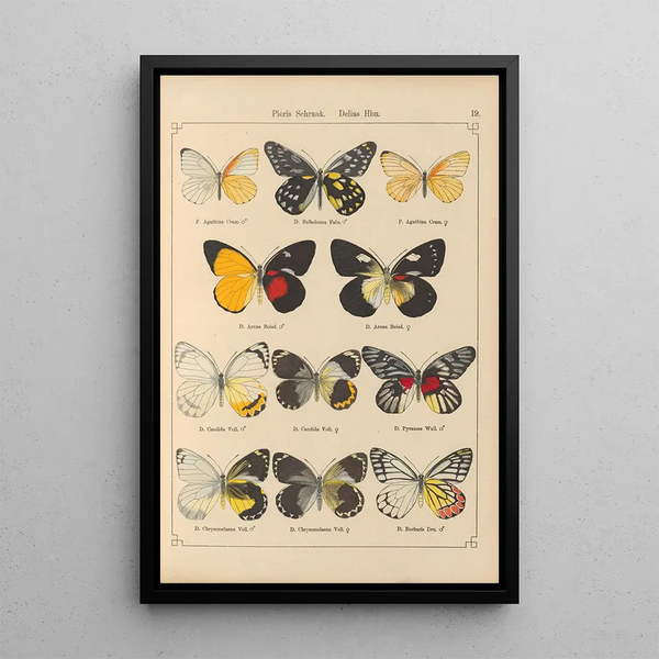 Papillons exotiques Pl019 - Otto Staudinger — gerahmtes Bild an der Wand