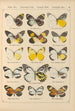 Papillons exotiques Pl020 - Otto Staudinger — Ansicht des Kunstwerks