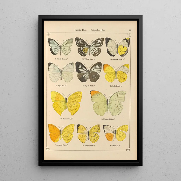 Papillons exotiques Pl021 - Otto Staudinger — gerahmtes Bild an der Wand