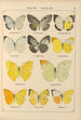 Papillons exotiques Pl021 - Otto Staudinger — Ansicht des Kunstwerks