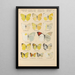 Papillons exotiques Pl022 - Otto Staudinger — gerahmtes Bild an der Wand