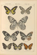 Schmetterlinge exotisch Pl024 - Otto Staudinger — Ansicht des Kunstwerks
