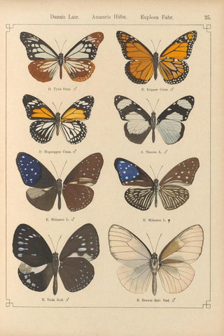 Otto Staudinger - Exotische schmetterlinge Pl025.webp