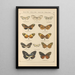 Papillons exotiques Pl030 - Otto Staudinger — gerahmtes Bild an der Wand