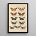 Papillons exotiques Pl031 - Otto Staudinger — gerahmtes Bild an der Wand