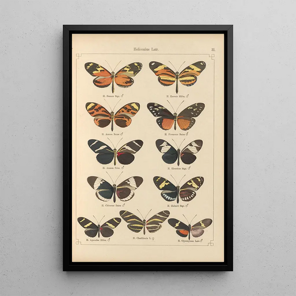 Papillons exotiques Pl031 - Otto Staudinger — gerahmtes Bild an der Wand