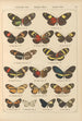 Papillons exotiques Pl032 - Otto Staudinger — Ansicht des Kunstwerks