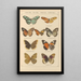 Papillons exotiques Pl034 - Otto Staudinger — gerahmtes Bild an der Wand
