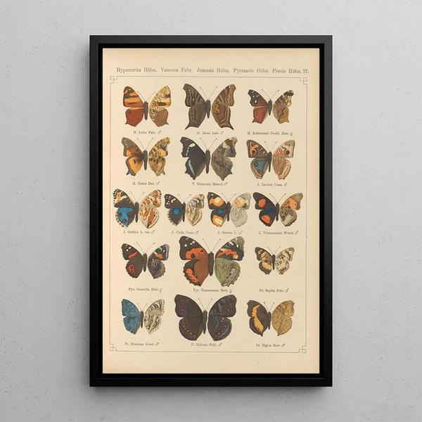 Papillons exotiques Pl037 - Otto Staudinger — gerahmtes Bild an der Wand