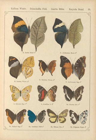 Otto Staudinger - Exotische schmetterlinge Pl039.webp