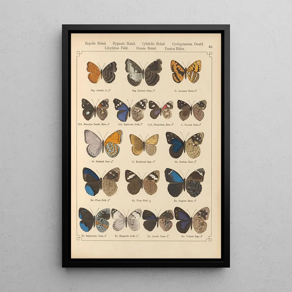 Papillons exotiques Pl040 - Otto Staudinger — gerahmtes Bild an der Wand