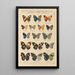 Papillons exotiques Pl041 - Otto Staudinger — gerahmtes Bild an der Wand