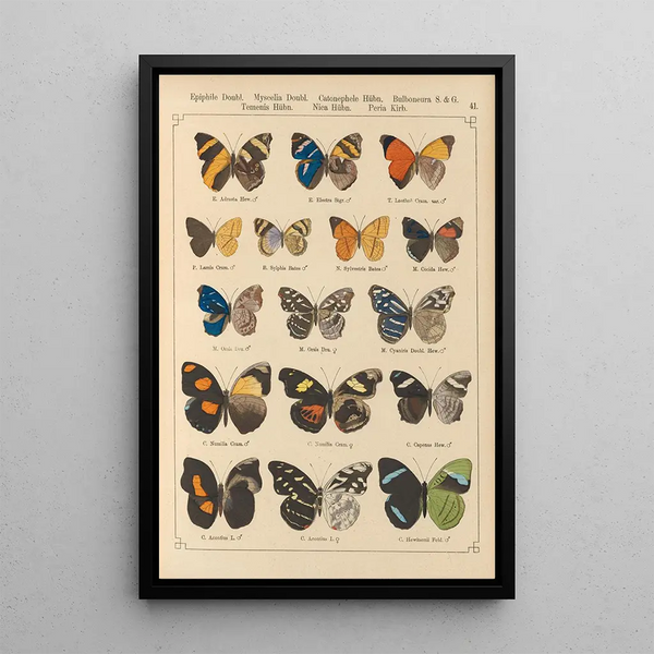 Papillons exotiques Pl041 - Otto Staudinger — gerahmtes Bild an der Wand