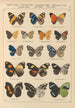Papillons exotiques Pl041 - Otto Staudinger — Ansicht des Kunstwerks