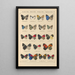 Papillons exotiques Pl042 - Otto Staudinger — gerahmtes Bild an der Wand