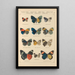 Papillons exotiques Pl043 - Otto Staudinger — gerahmtes Bild an der Wand