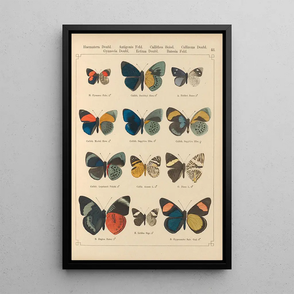 Papillons exotiques Pl043 - Otto Staudinger — gerahmtes Bild an der Wand