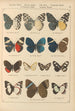 Papillons exotiques Pl044 - Otto Staudinger — Ansicht des Kunstwerks