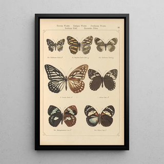 Otto Staudinger - Exotische schmetterlinge Pl048.webp