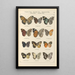 Papillons exotiques Pl052 - Otto Staudinger — gerahmtes Bild an der Wand