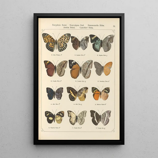 Papillons exotiques Pl052 - Otto Staudinger — gerahmtes Bild an der Wand