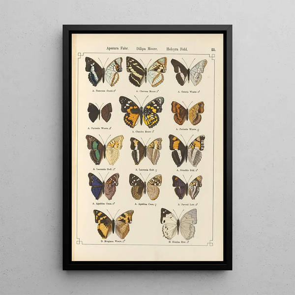 Papillons exotiques Pl055 - Otto Staudinger — gerahmtes Bild an der Wand