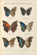 Papillons exotiques Pl056 - Otto Staudinger — Ansicht des Kunstwerks