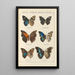 Papillons exotiques Pl056 - Otto Staudinger — gerahmtes Bild an der Wand