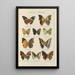 Papillons exotiques Pl058 - Otto Staudinger — gerahmtes Bild an der Wand