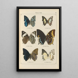 Otto Staudinger - Exotische schmetterlinge Pl059.webp