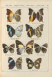 Papillons exotiques Pl060 - Otto Staudinger — Ansicht des Kunstwerks