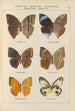 Papillons exotiques Pl063 - Otto Staudinger — Ansicht des Kunstwerks