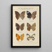 Papillons exotiques Pl063 - Otto Staudinger — gerahmtes Bild an der Wand