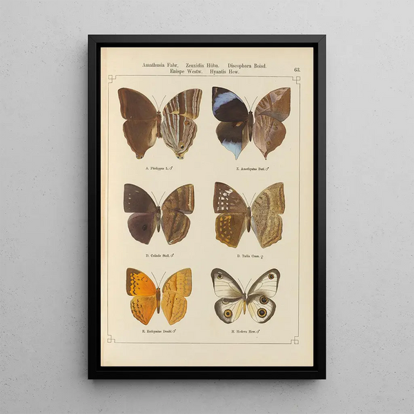 Papillons exotiques Pl063 - Otto Staudinger — gerahmtes Bild an der Wand