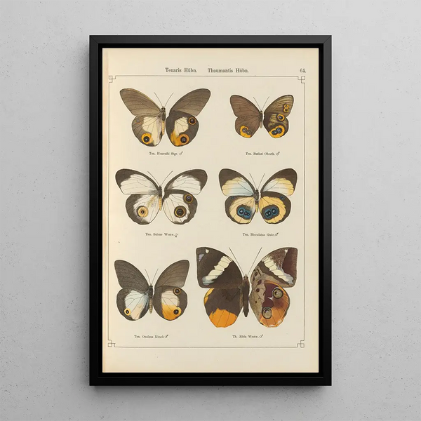 Papillons exotiques Pl064 - Otto Staudinger — gerahmtes Bild an der Wand