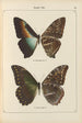 Papillons exotiques Pl066 - Otto Staudinger — Ansicht des Kunstwerks