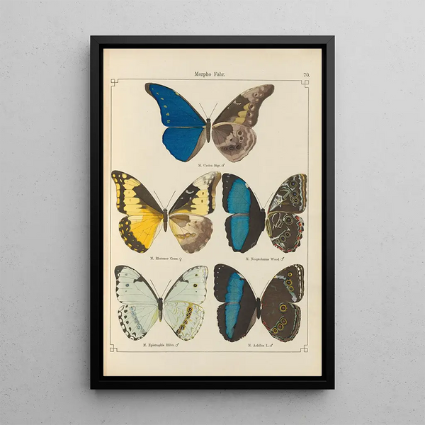 Papillons exotiques Pl070 - Otto Staudinger — gerahmtes Bild an der Wand