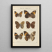 Papillons exotiques Pl071 - Otto Staudinger — gerahmtes Bild an der Wand