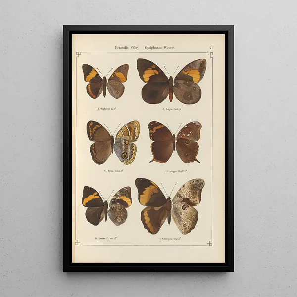 Papillons exotiques Pl071 - Otto Staudinger — gerahmtes Bild an der Wand
