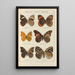 Papillons exotiques Pl072 - Otto Staudinger — gerahmtes Bild an der Wand