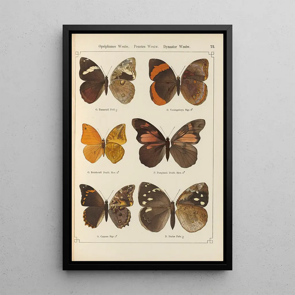 Papillons exotiques Pl072 - Otto Staudinger — gerahmtes Bild an der Wand