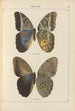 Papillons exotiques Pl074 - Otto Staudinger — Ansicht des Kunstwerks