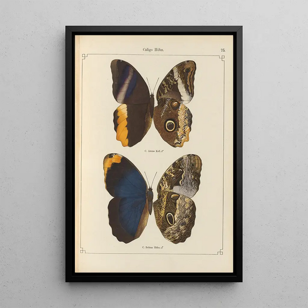 Papillons exotiques Pl075 - Otto Staudinger — gerahmtes Bild an der Wand